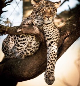 Wildlife in Tanzania